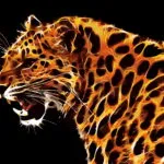 Affiche Léopard Contrasté : profil d'un léopard au pelage orange et doré sur fond noir